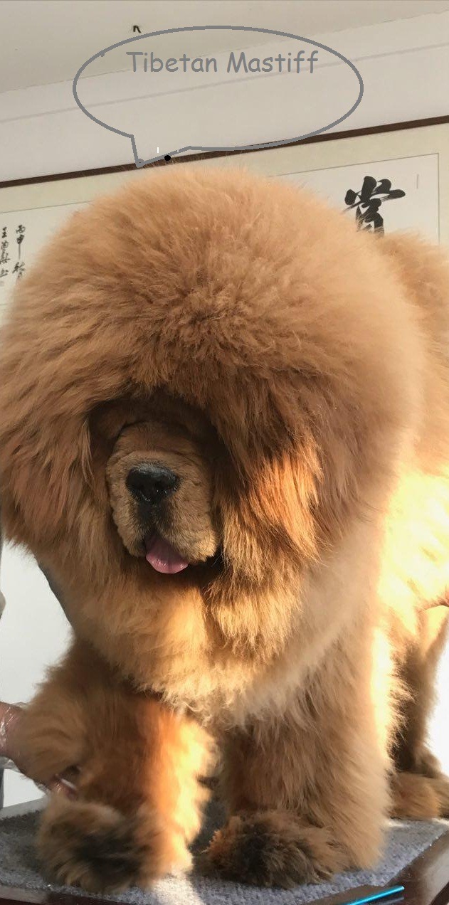 owning a Tibetan Mastiff in the US